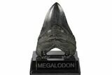 Fossil Megalodon Tooth - Bluish Highlights #148727-2